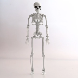 Poseable plastic human skeleton model for Halloween decoration and anatomical teaching display