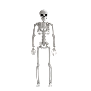 Realistic Halloween plastic skeleton prop for spooky party and haunted house decoration
