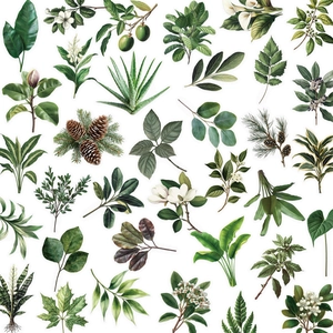 Pack of 50 waterproof transparent green leaf stickers with vintage botanical plant designs
