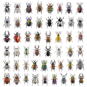Detailed macro layout of 48 realistic beetle stickers with natural insect illustrations