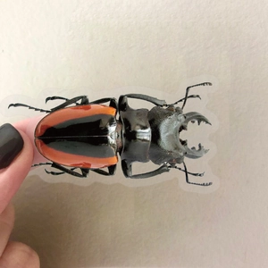 Gedetailleerde close-up van een realistische vliegend hert insectensticker met oranje en zwarte strepen
