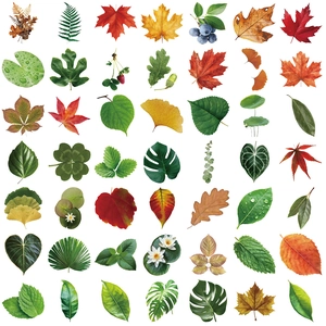 Pack of 50 natural aesthetic PET leaf stickers featuring maple and ginkgo for scrapbooking