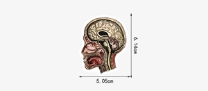 Anatomischer Aufkleber mit menschlichem Kopfprofil und medizinischen Gehirndetails