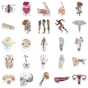 Set mit 50 farbigen Anatomie-Aufklebern menschlicher Organe für Medizinstudenten und Deko