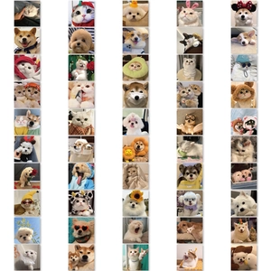 Macro view of 50 unique pet stickers featuring cute cats and dogs in funny costumes