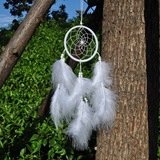 Détail d'un attrape-rêves blanc avec filet tissé suspendu à une branche d'arbre vert