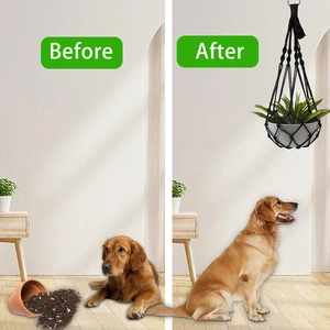 Detail showing black woven cotton plant hanger protecting greenery from curious house pets