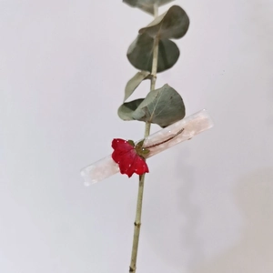 Handmade clear resin hair clip featuring a red dried flower specimen and eucalyptus leaf