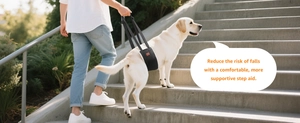 Man helping elderly Labrador dog walk up stairs with a padded black support sling harness