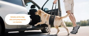 Close-up of dog lift harness with soft fleece lining assisting a lab into a car