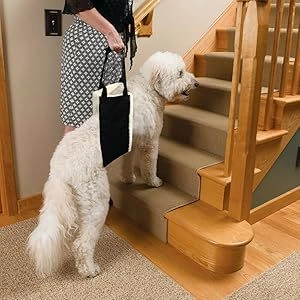 Lifting harness for large dogs with plush lining to assist senior pets on stairs