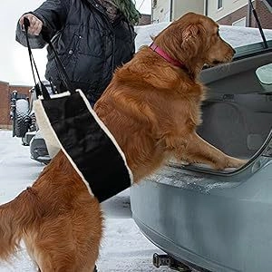 Black lifting harness with fleece padding helping a Golden Retriever into a car trunk