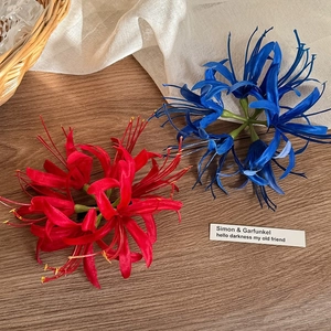 Rote und blaue Lycoris Radiata Haarklammern auf dunklem Holz und weißem Stoff