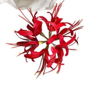 Realistische rote Lycoris Radiata Haarspange mit Seidenblütenblättern auf weißem Hintergrund