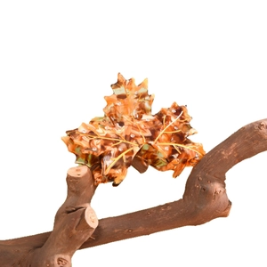 Elegant maple leaf hair claw with amber marble texture and gold rhinestone detailing