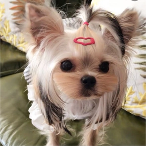 Mini 2.5cm pink heart-shaped metal hair clip worn by a small dog on a green sofa
