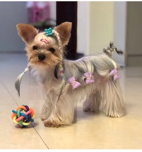 Close-up of pet grooming set with purple bow clips and colorful elastic hair bands
