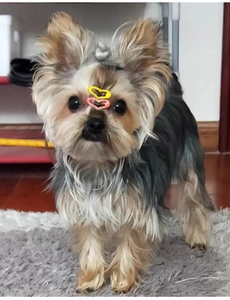 Mini heart-shaped pet hair clips in yellow and pink on a small dog for styling