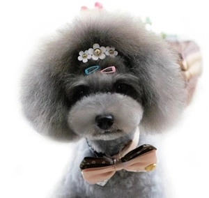 Close-up of small pet accessories including mini BB clips and a bow tie for dogs