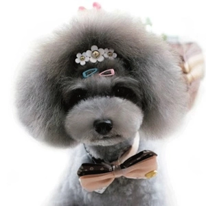 Mini 2cm colorful pet hair clips and patterned bow tie on a grey poodle dog
