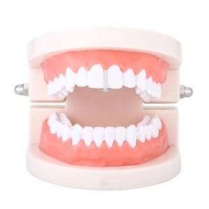 Close-up of dental teaching model with pink gums and white teeth on metal hinge