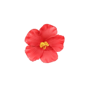 Pince à cheveux fleur d'hibiscus rouge vif avec étamines jaunes pour un style de vacances