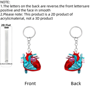 Macro detail of acrylic 2D heart anatomy keychain with medical terminology and side view