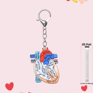 Detail view of the 0.25cm thick 2D acrylic anatomical heart keychain with clear labeling