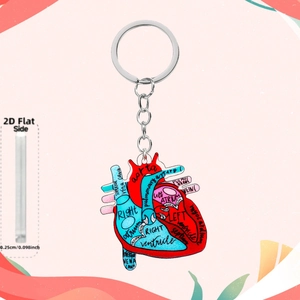 Detail view of 2D acrylic heart keychain with anatomical labels and 0.25cm thickness