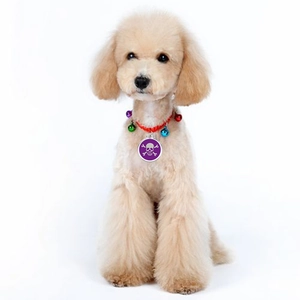 Red braided pet collar with colorful bells and purple skull dog tag on a small dog