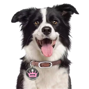 Custom crown pet ID tag in pink on a leather dog collar worn by a Border Collie
