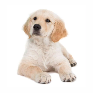 Golden Retriever puppy wearing a bone-shaped zinc alloy diamond studded dog tag