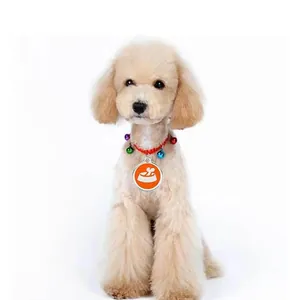 Detail of red braided pet collar with colorful bells and round metal tag on a poodle