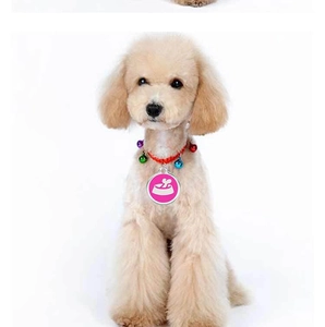 Detail of a brown poodle wearing a red collar with colorful bells and a pink pet ID tag