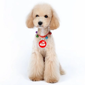 Red braided pet collar with colorful bells and engravable dog tag on a poodle