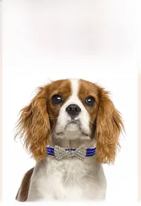 Close-up of a dog wearing a luxury navy blue rhinestone collar with silver bow charm
