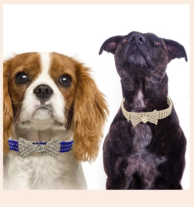Detail view of sparkling pet rhinestone collar with a blue and gold bow on small dogs