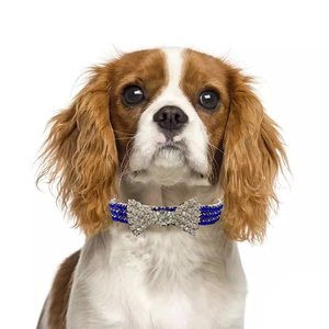 British style pet collar with three rows of blue rhinestones and a silver bow accessory