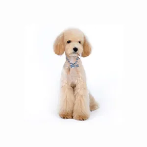 Pet necklace with blue rhinestones and bone pendant worn by a brown poodle on white background