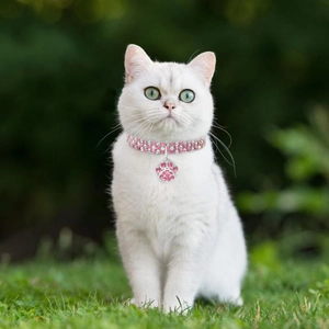 Rosa Kristall Halsband mit Pfotenanhänger an weißer Katze im Garten auf grünem Gras gezeigt