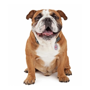 Union Jack flag dog ID tag on a black leather collar worn by an English Bulldog