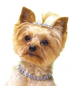Blue crystal dog necklace and matching hair clip set on a Yorkshire Terrier