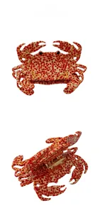Detail view of the crab-shaped acetate hair claw clip with red and white spotted patterns