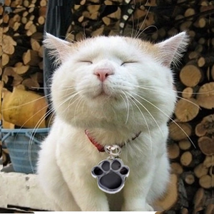 Red woven pet collar with a black paw-print metal pendant worn by a cute cat
