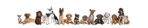 Panoramic scroll of various puppy breeds including Husky and Bulldog on white background