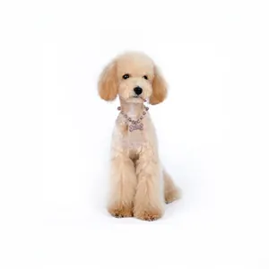 Sparkling pink rhinestone dog collar with bone pendant on a white poodle model