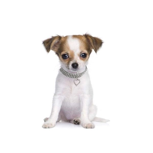 Chiot portant un collier étincelant avec pendentif coeur et rangées de strass brillants