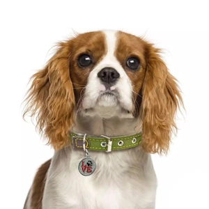 Custom round metal pet ID tag with LOVE lettering on a green collar for dogs and cats