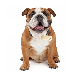 Golden bone-shaped stainless steel pet ID tag with hollow paw design on dog collar