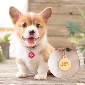 Detail showing laser-engraved pet ID tag with Lucky name and phone on a pink paw charm